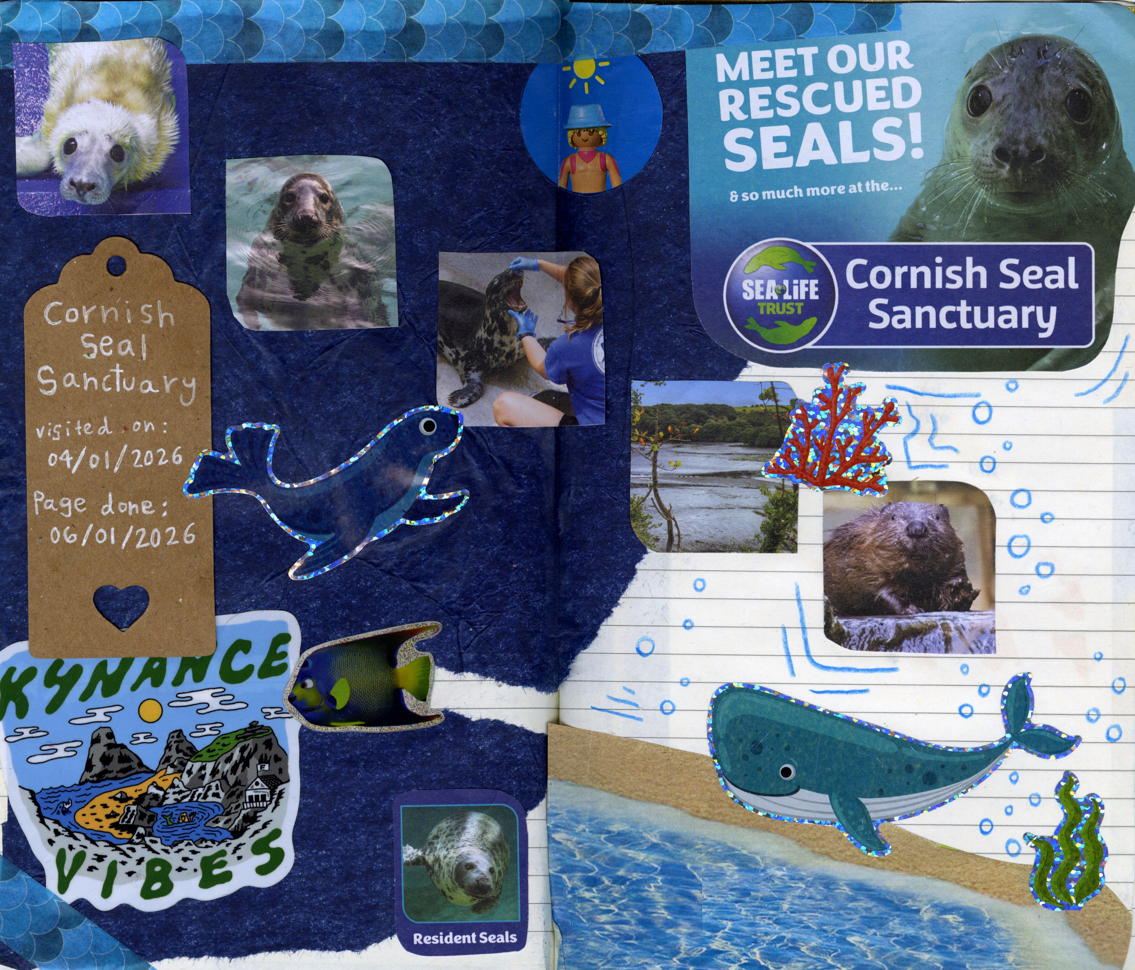 cornwall seal sanctuary collage